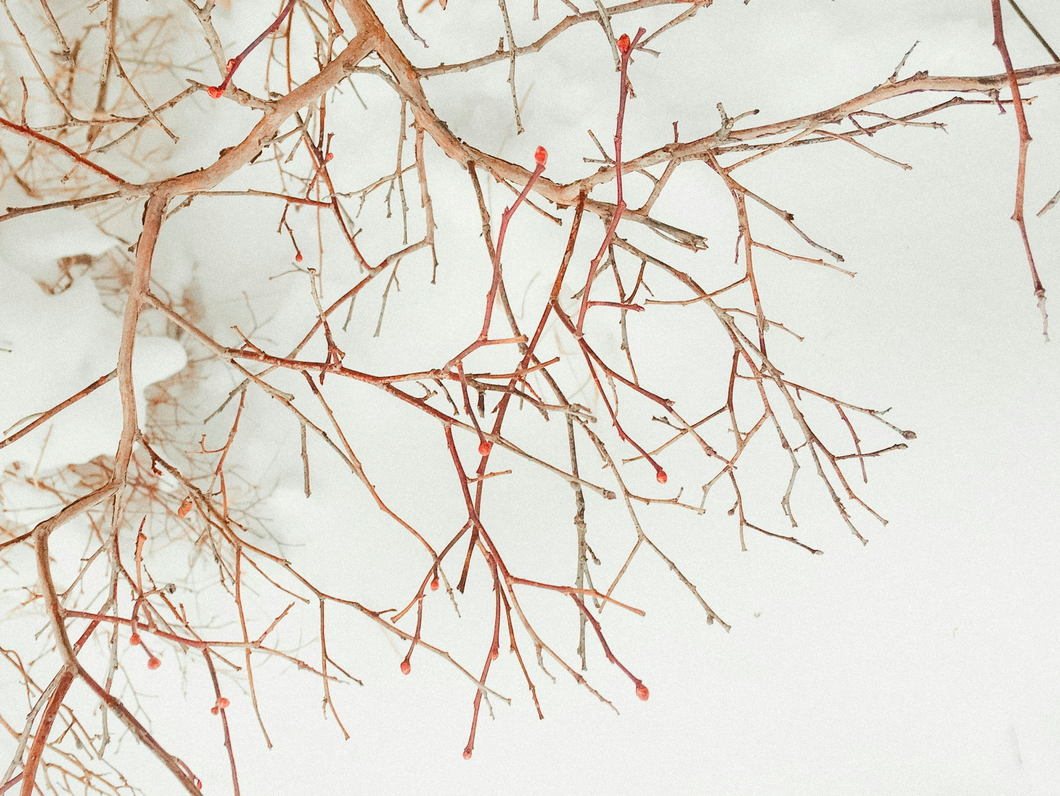 branches